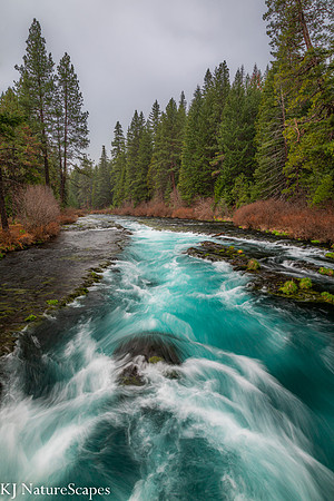 Metolius River - Portrait