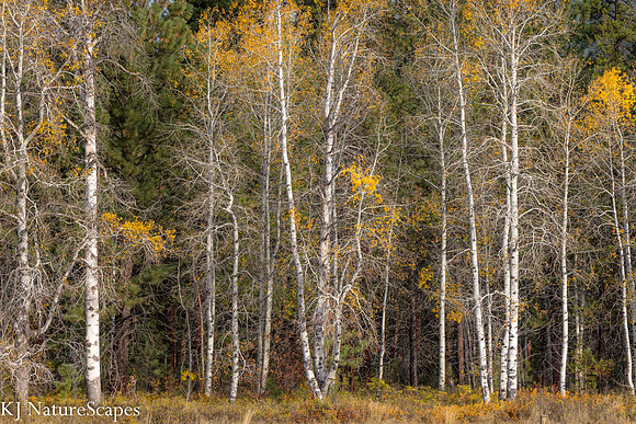 Clinging to Autumn