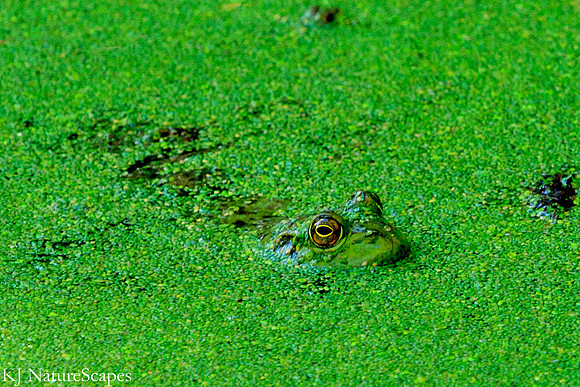 Good to be Green