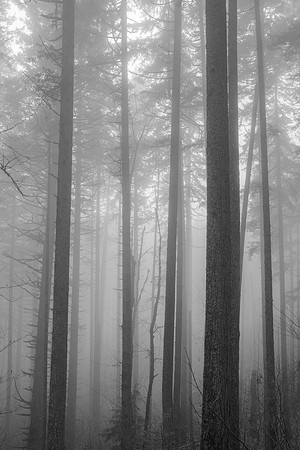 Foggy Morning on Dog Mtn, WA