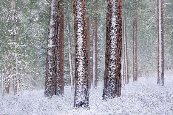 Snowy Ponderosa Pines