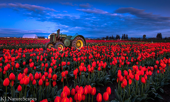 John Deere with Red Tulips - Wooden Shoe