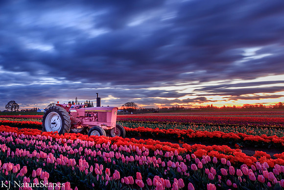 Pink Tractor at Twilight - Wooden Shoe Tulip Farm