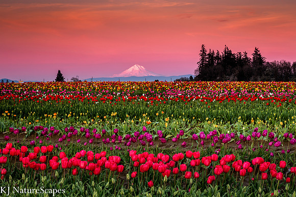 Mt Hood from Wooden Shoe Tulip Farm