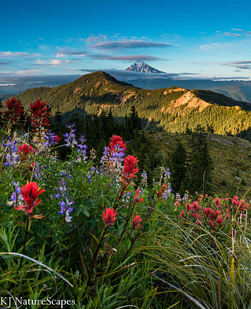 Mt Jefferson from Coffin Mtn