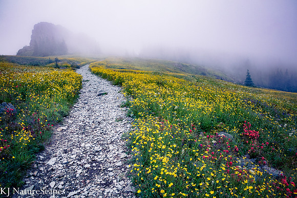 Fog and Wildflowers on Silver Star Mtn