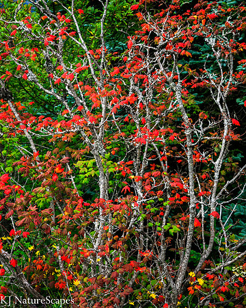 Silver and Red Tree on Silver Star