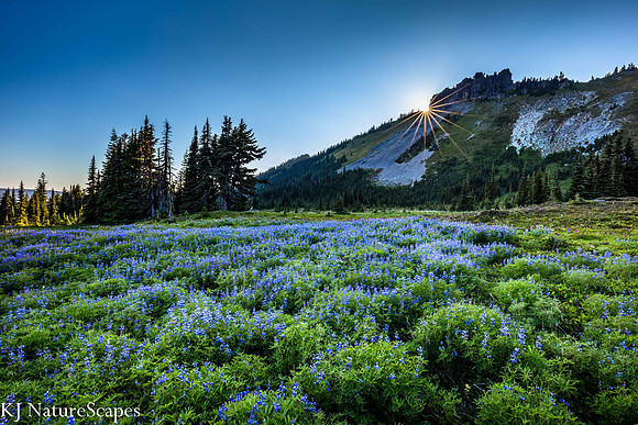 Sunstar and Lupine at Spray Park