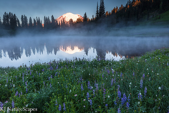 Rainier  and Lupine from Tipsoo Lake