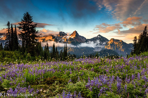 Tatoosh Range - Sunrise - Mt Rainier Natl Park