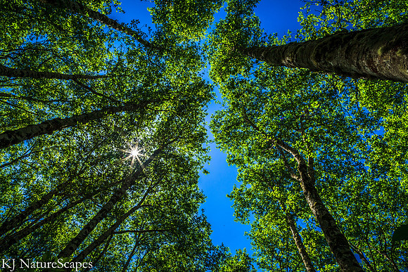 Looking Up
