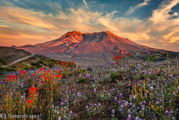 Mt St Helens with Lupine and Indian Paintbrush