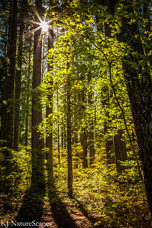 Peeking thru - Gifford Pinchot National Forest