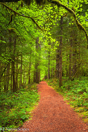 A Walk in the Woods - Gifford Pinchot National Forest