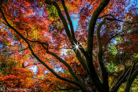 Fall Colors