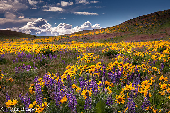 Balsamroot and Lupine at Dallas Mtn Ranch