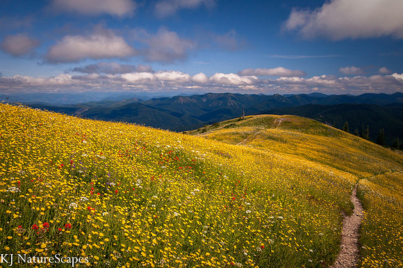Wildflowers on Silver Star Mtn Hike