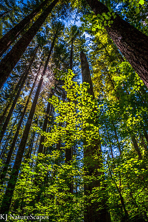 Mind Your Elders - Gifford Pinchot National Forest