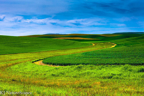 Palouse Curves