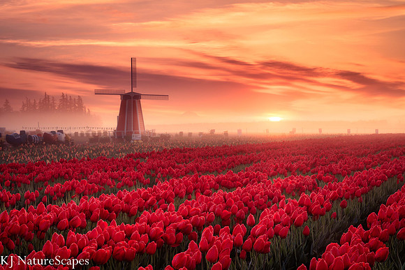 A Foggy Morning at the Wooden Shoe Tulip Farm