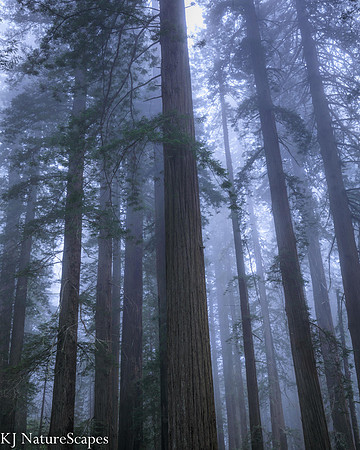 Foggy morning, CA Redwoods