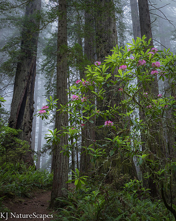 Among Giants