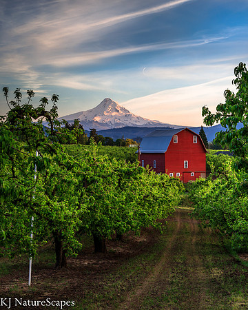 Pear Orchard in Hood River - Vertical