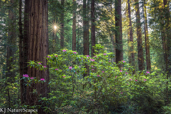 Sun peeking thru in the CA Redwoods