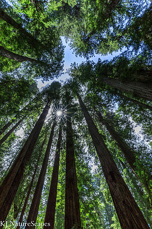 Looking up at the Giants - CA Redwoods