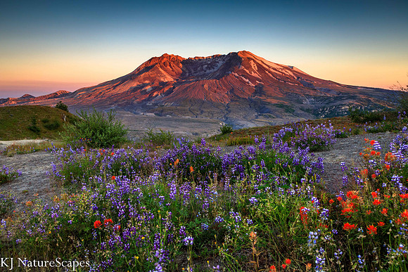 Wildflower Explosion on Mt St Helens