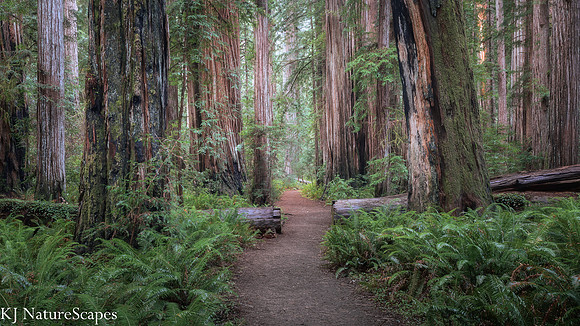 Path thru Stout Grove