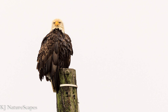 Bald Eagle at Fort Stevens, Oregon