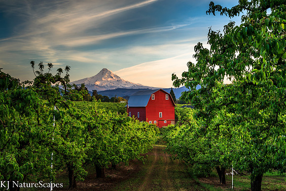 Pear Orchard - Landscape