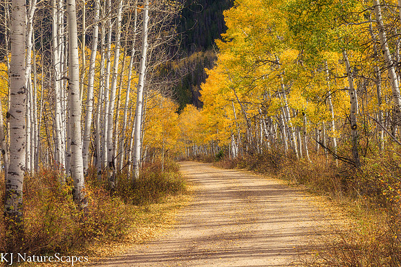 Aspens lining a country road