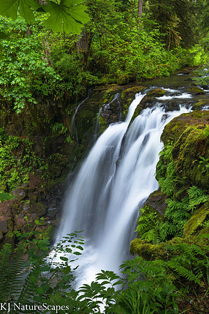 Looking thru the foliage at Majestic Falls