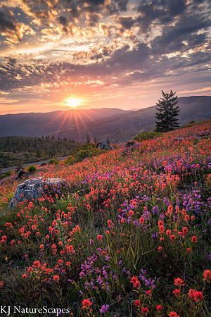 A wildflower filled sunset