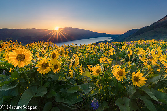 Rowena Sunrise