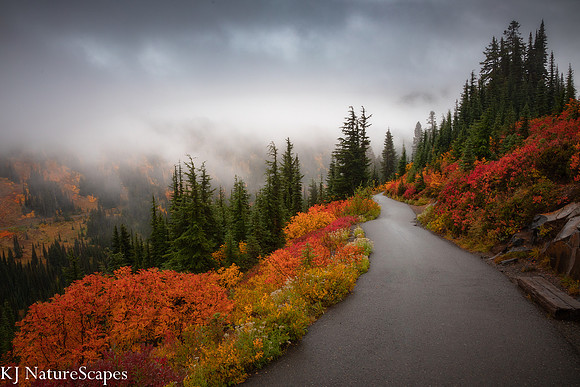Foggy Paradise 1