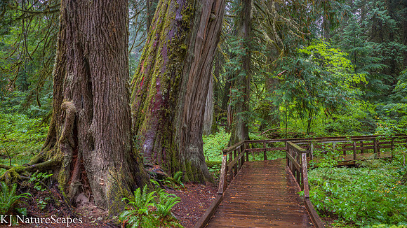 Boardwalk thru Grove of the Patriarchs