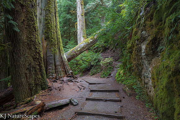 Grove of the Patriarchs Trail