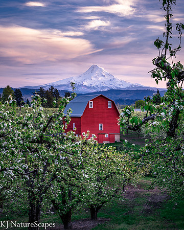 Pear Orchard in bloom - Hood River- Vertical