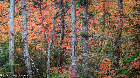 Fall Colors at Lost Lake