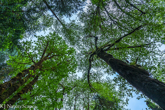 Looking up thru the trees in the Quinault Rain Forest