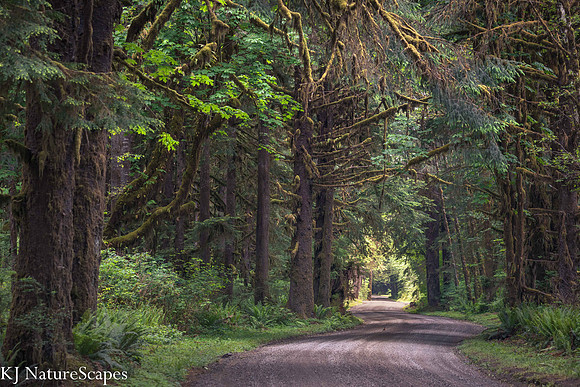 The road to Quinault Lodge