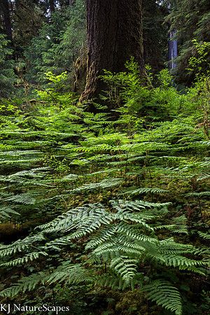 A wreath of ferns - Portrait