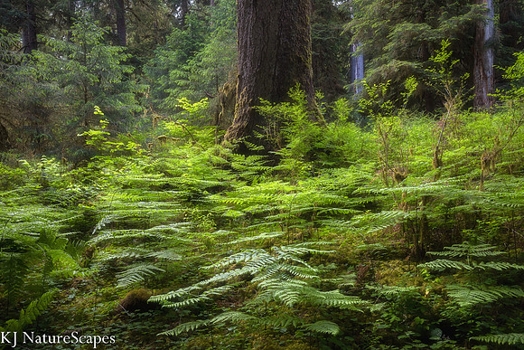 A wreath of ferns