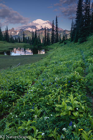 Pathway to Mt Rainier
