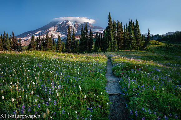 Strolling thru the wildflowers