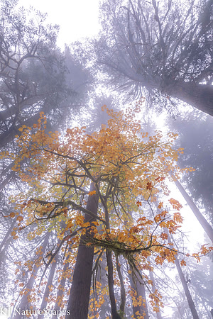 Looking up thru the fog at Silver Falls