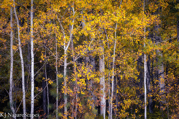 A golden morning